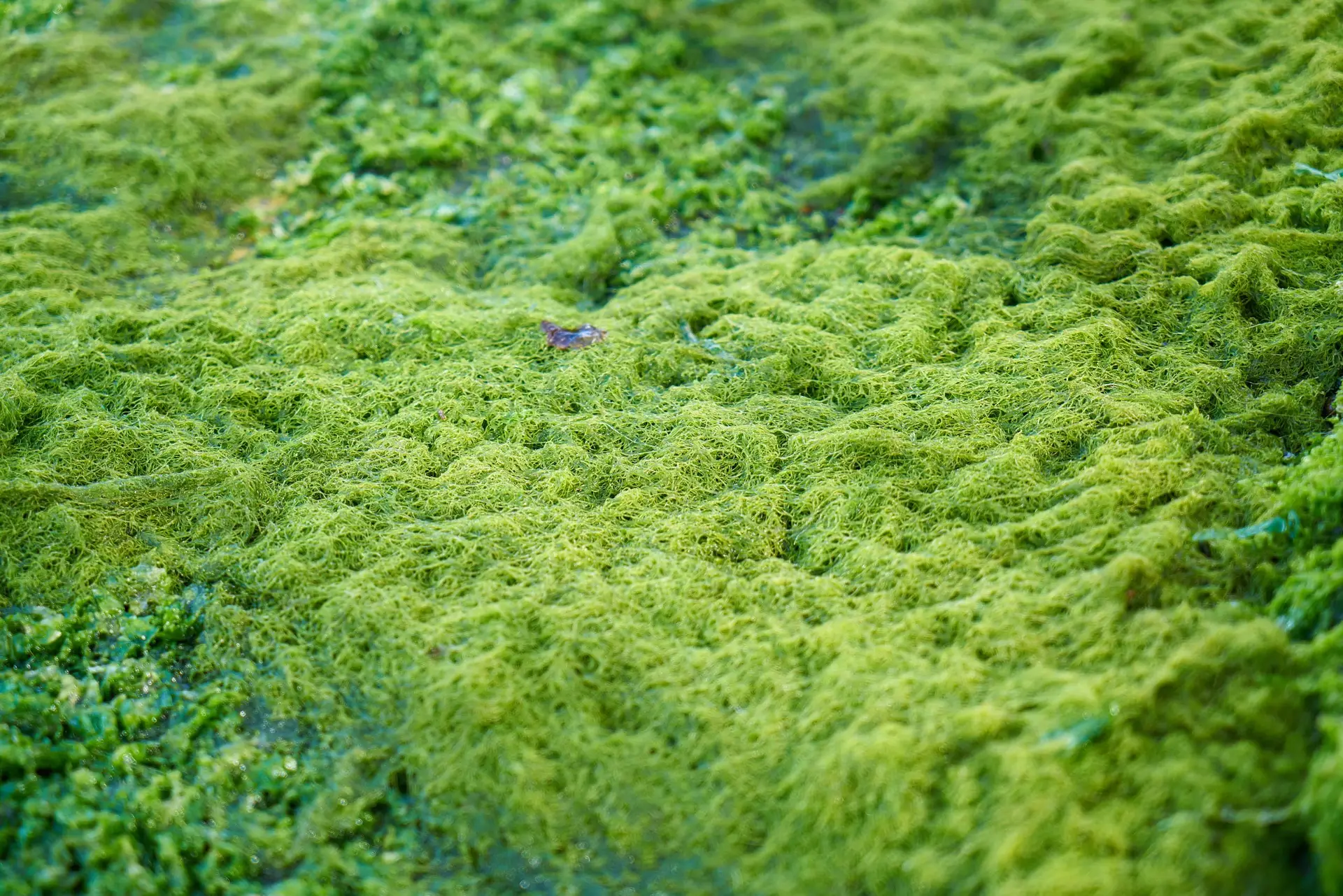 green-moss-ground-scaled.jpg